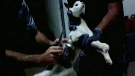 Cat Arrested For Break In At Brazilian Prison Bbc News