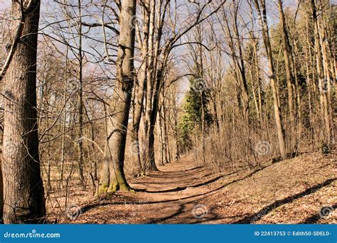 Sunny Forest Path In Spring Stock Image Image Of Shadow Nature 22413753