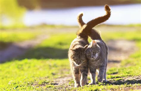 Those of you who have ever tried to give a cat a pill understand. How To Tell If Cats Like Each Other | Cat-World