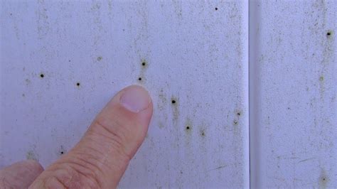 Artillery Fungus And Your Landscape Black Dots On My Siding Youtube