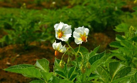 Potato Flower