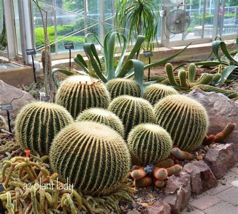 Many cactus species that survive in very cold temperatures usually expel water at night to ensure the excessive water stored in their roots and stems does in this post, we are going to look at temperature requirements for cacti plants, how to bring them indoors for winter and give you essential tips on how. Road Trip Day 1: Giant Apples, Midwest Cactus and Historic ...