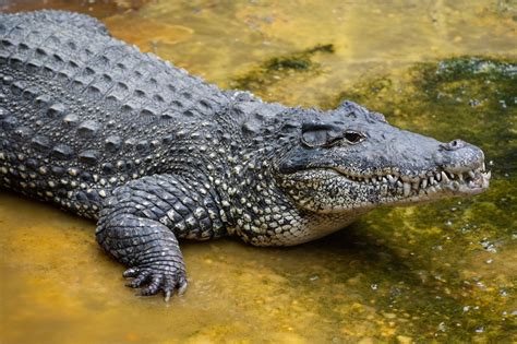 Endangered Cuban Crocodile Found Dead At National Zoo The Hill