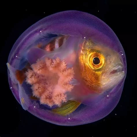 This Young Trevally Caranx Ignobilis Is Hiding Inside A Jellyfish
