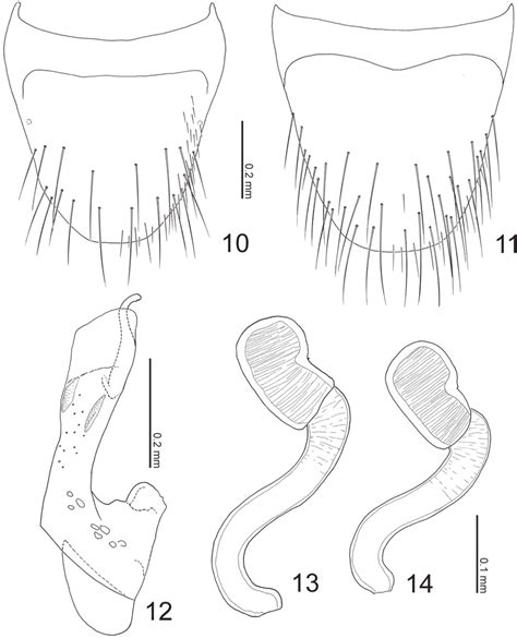 Terminalia Of Parawroughtonilla Hirsuta Gen Et Sp N 10 Male Tergite