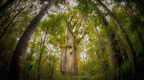 Kauri Tree Bing Wallpaper Download
