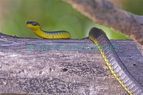 Recklessly Common Green Tree Snake Qld