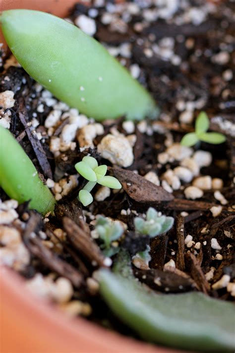 The cuttings will eventually start rooting from the cut end and start. How to Grow Succulents From Cuttings