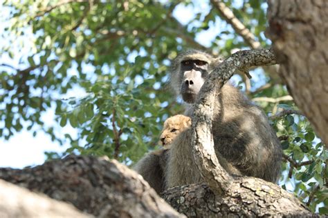 Baboon Captures And Grooms Lion Cub In Heartbreaking Kruger Photos Sapeople Worldwide South