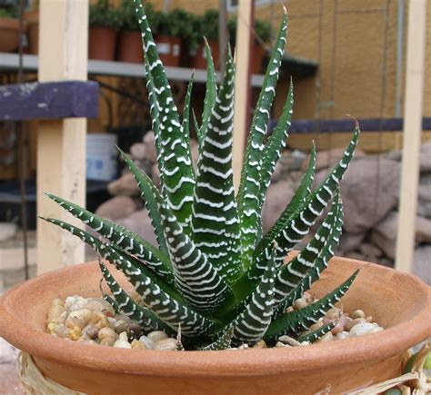 Remove the bottom leaves and stick the stem cuttings directly into potting medium or into a glass of water until new roots form. Zebra Haworthia - safe for cats | Planting succulents ...