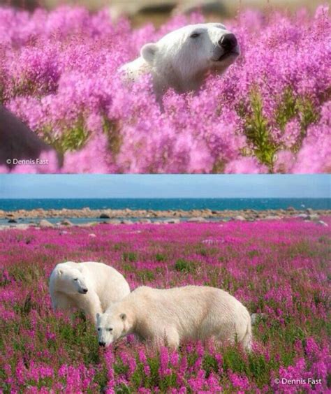 Polar Bear White Bear Animals Beautiful Polar Bear Nature Elk