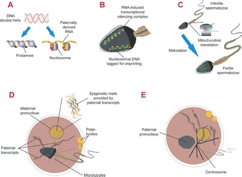 Temporalspatial Control Of Gene Expression In Human Spermatogenesis