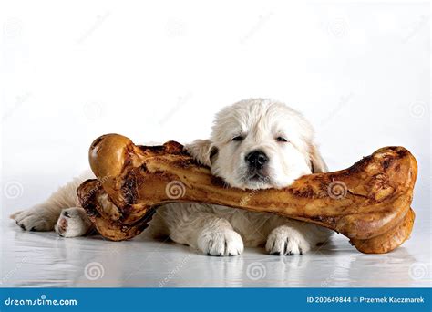 Little Dog And Big Bone Stock Photo Image Of Doggie 200649844