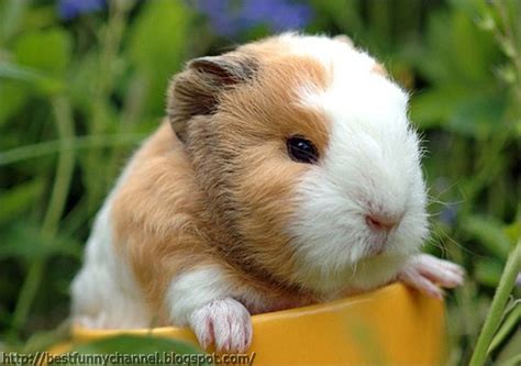 Cute And Funny Pictures Of Animals 34 Guinea Pig