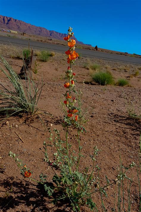 Southwest Wildflower Photograph By Julie Niemela