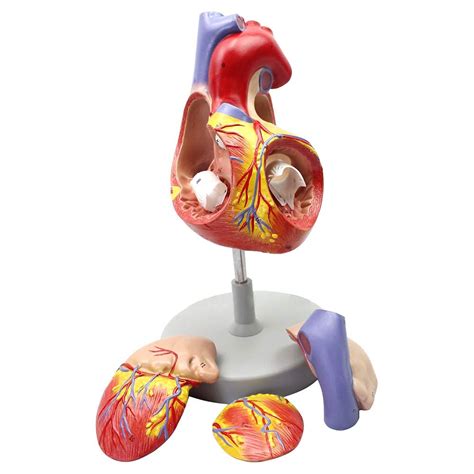 Buy Human Heart Anatomy Model Anatomy Of Doctors Atrium And