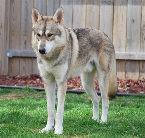 Maybe you would like to learn more about one of these? Pin by Kat Bagley on My Future Pets | Tamaskan dog, Dogs, Wolf dog