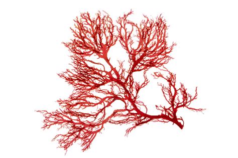 Rumput Laut Merah Atau Ganggang Rhodophyta Diisolasi Di Atas Putih Foto