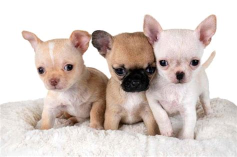 10 Different Types Of Chihuahua Nayturr