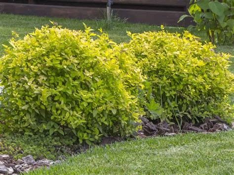 Top 15 Evergreen Bushes For Vibrant Color All Year Long Evergreen