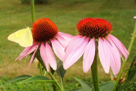 Flowers And Nature In My Garden Purple Coneflowers