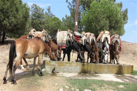 Mule riding tour | Halkidiki
