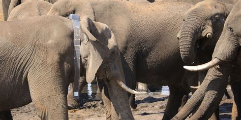 Outrage Over ‘unethical Botswana Elephant Hunt Focusing On Wildlife
