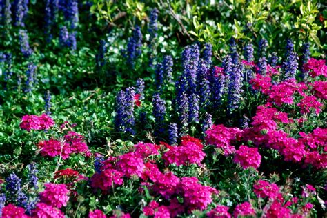 Ajuga Offers Colorful Groundcover Qualities Mississippi State