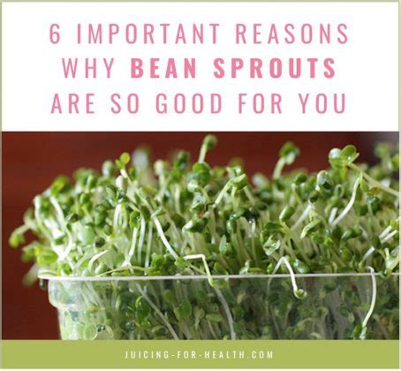 Health Benefits Of Bean Sprouts Nutritional Facts And Consumption Tips