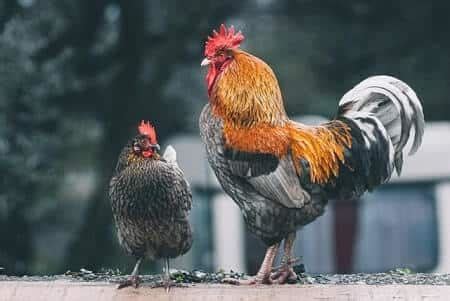 The average wild chicken will only live for about a year or two, if that. How Long Do Bantam Chickens Live For? (+ Other Bantam ...