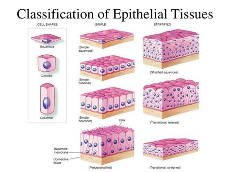 Epithelial Tissue Types Chart