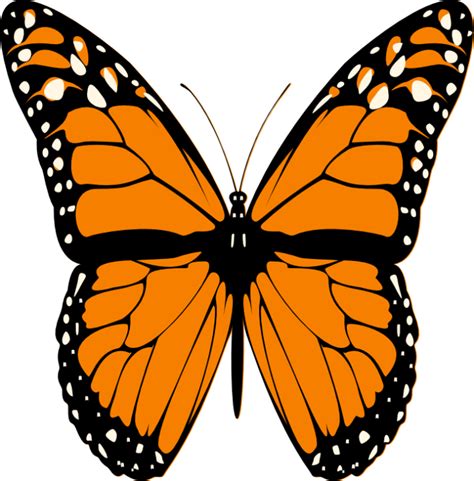 butterfly images - Google Search | Orange butterfly, Butterfly decal, Orange and black butterfly