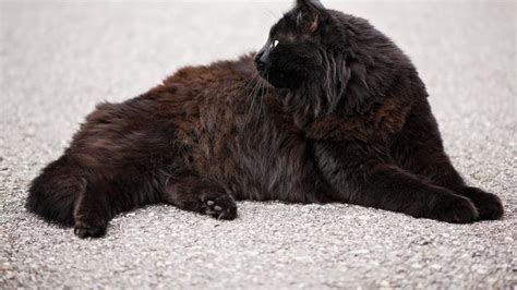 Kucing persia dan anggora adalah jenis kucing yang paling banyak digemari di indonesia, bahkan dunia. 8 Perbedaan Kucing Anggora dan Persia, Jangan Sampai Salah ...