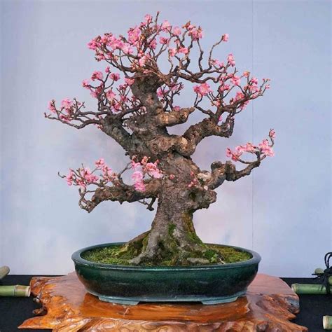 Pink Cherry Blossom Bonsai Garden Bonsai Tree Bonsai Tree Care Bonsai