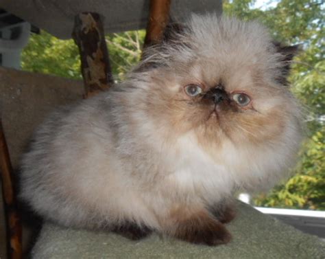 Alternatively, you may enter a specific animal name or animal. American Cats for Sale : Biological Science Picture ...