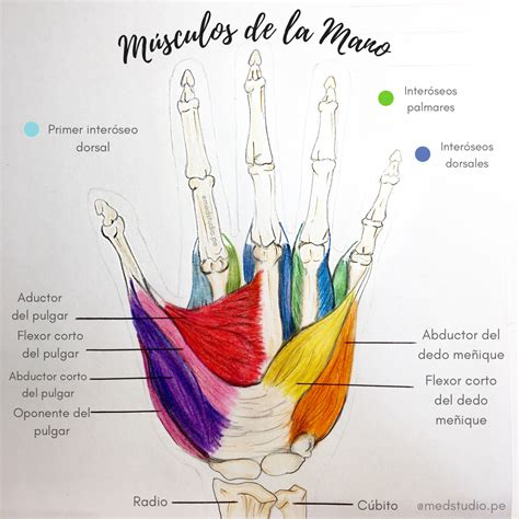 Musculos De La Mano
