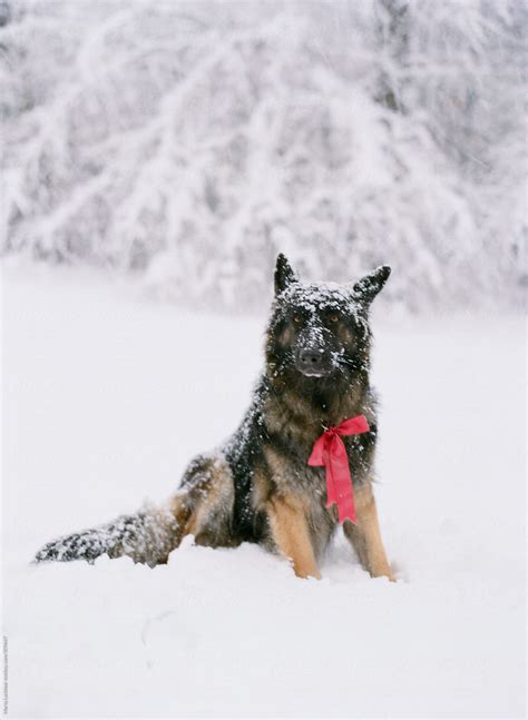 German Shepherd Dog In The Snow With A Large Pink Bow By Stocksy