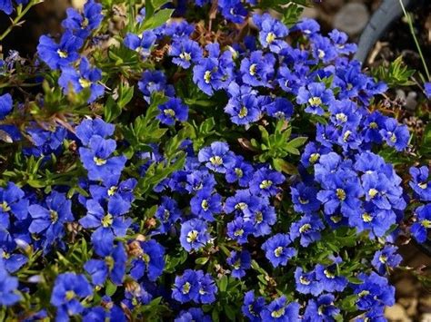 Most blue flowers lean more toward lavender or purple than a true blue. Full Shade Ground Cover Texas Download Page - Best ...
