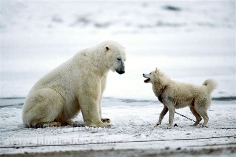 The Polar Bear And Sled Dog Story Natural Selection Wildlife And