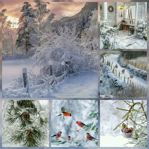 Colaj Iarna Collage Di Foto Scene Invernali Sfondi