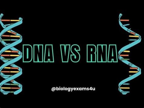 Differences Between Dna And Rna Dna Vs Rna Biology Exams U