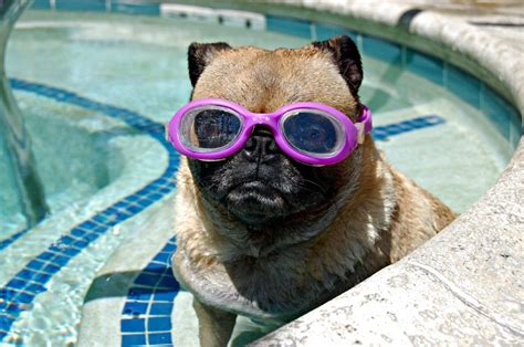 A Pug Dog Wearing Pink Goggles In A Swimming Pool