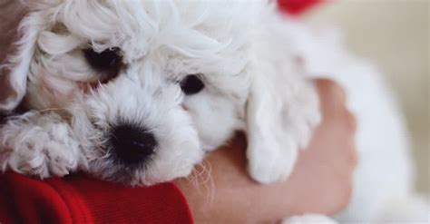 10 Incredibly Cute Dog Breeds That Dont Shed A Lot