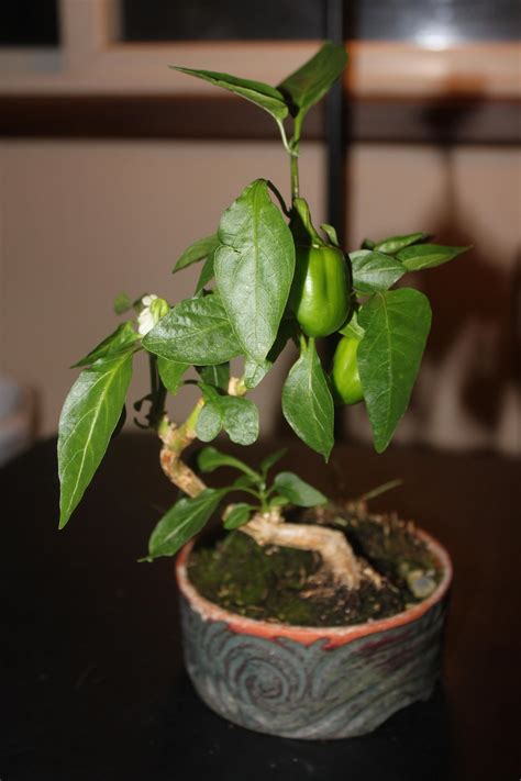One of the best varieties of sweet bell peppers is the keystone. My "Bonsai" bell pepper is now 2 years old! : IndoorGarden