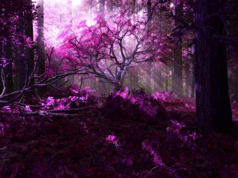 Purple Forest Daydreaming Wallpaper 17767563 Fanpop