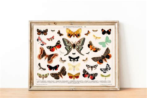 Butterfly Species Butterfly Botanical Print Butterfly Vintage Style