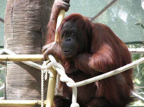 Orangutan At Phoenix Zoo Jim Bowen Flickr