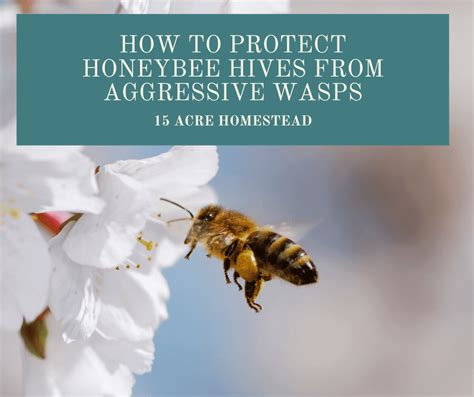 How To Protect Honeybee Hives From Aggressive Wasps 15 Acre Homestead