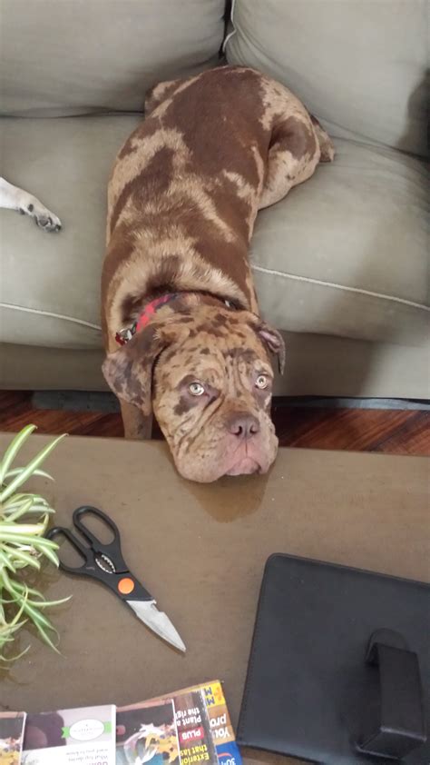 Thankfully he had no teething problems and didn't destroy anything. Silas | Modern Dog magazine
