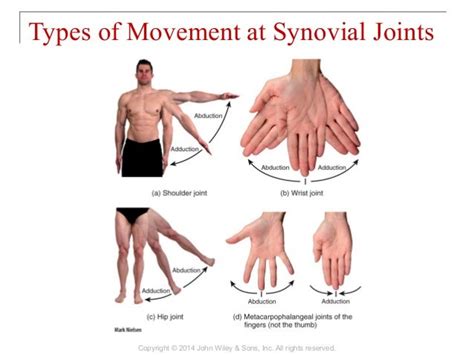Types Of Synovial Joints In The Body